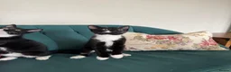 Domestic Shorthair cats for sale: Beautiful Kittens Ready for Their Forever Homes! - Advert 15