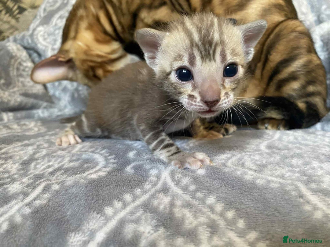 Bengal cats for sale: STUNNING TICA reg Bengal kittens ready to reserve - Image 17