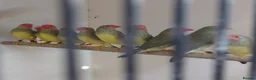 Finches birds for sale: Only few Foreign finches left for sale  - Advert 9