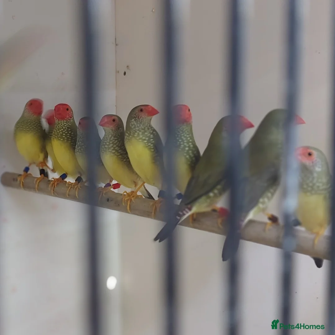 Finches birds for sale: Only few Foreign finches left for sale  - Advert 9