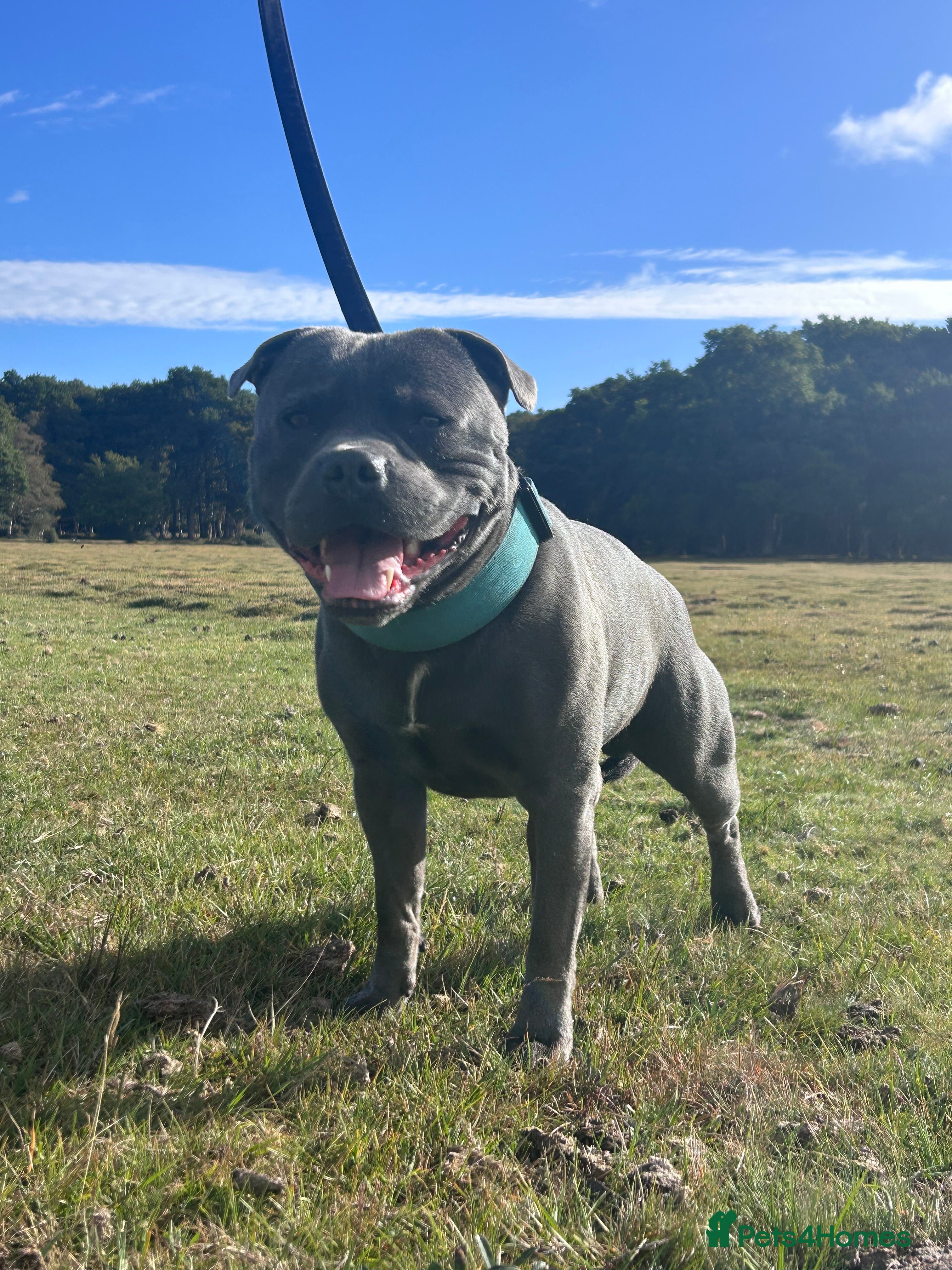 Staffordshire Bull Terrier dogs KENZDUO TAGLIATELLE -VINNY UP FOR STUD  in Abingdon - Advert 18