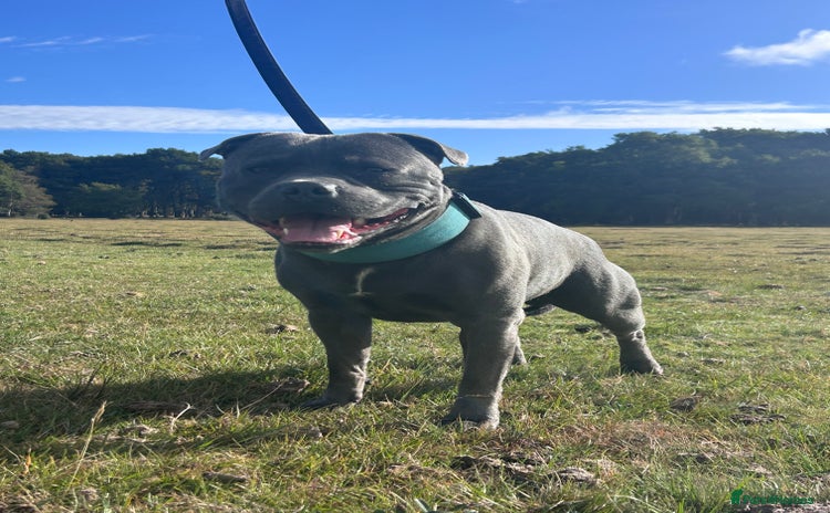 Staffordshire Bull Terrier dogs in Abingdon - Advert 14