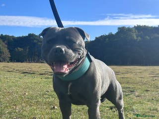 Staffordshire Bull Terrier dogs KENZDUO TAGLIATELLE -VINNY UP FOR STUD in Abingdon - Advert 22