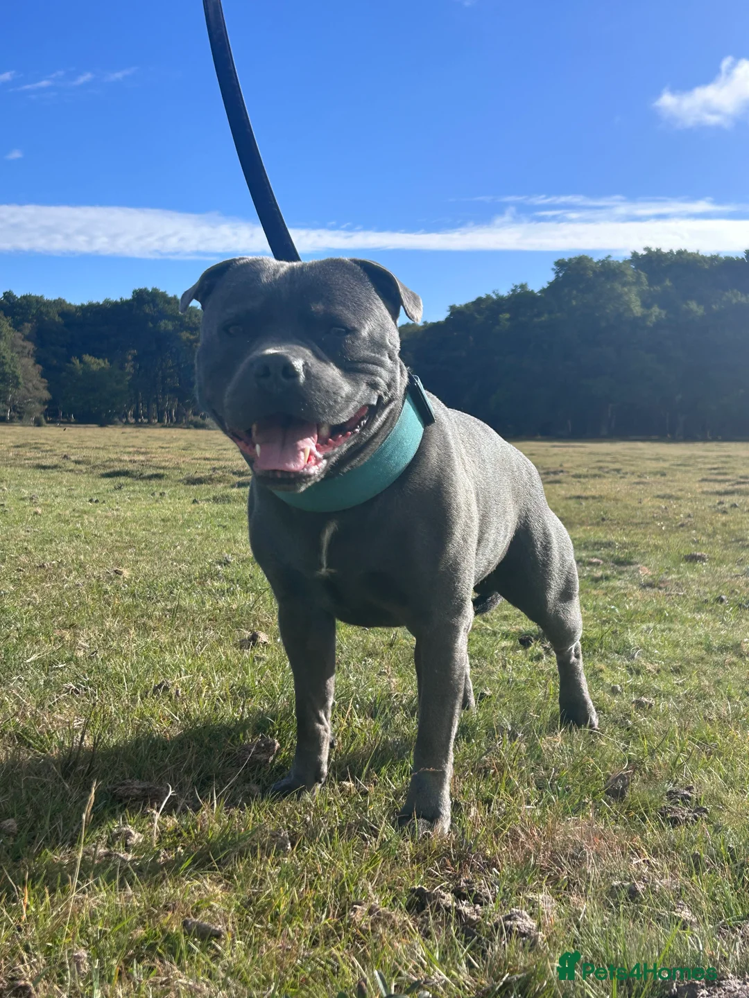 Staffordshire Bull Terrier dogs for stud: KENZDUO TAGLIATELLE -VINNY UP FOR STUD  in Abingdon - Advert 1