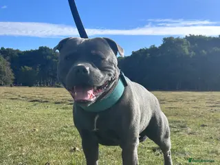 Staffordshire Bull Terrier dogs KENZDUO TAGLIATELLE -VINNY UP FOR STUD in Abingdon - Advert 6