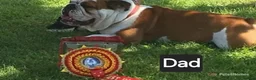 English Bulldog dogs for sale: Kc registered English Bulldog 4 years old  - Advert 3