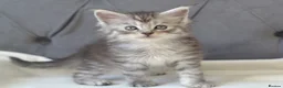 Maine Coon cats for sale: Tica registered Maine Coon kittens for reservation - Advert 5