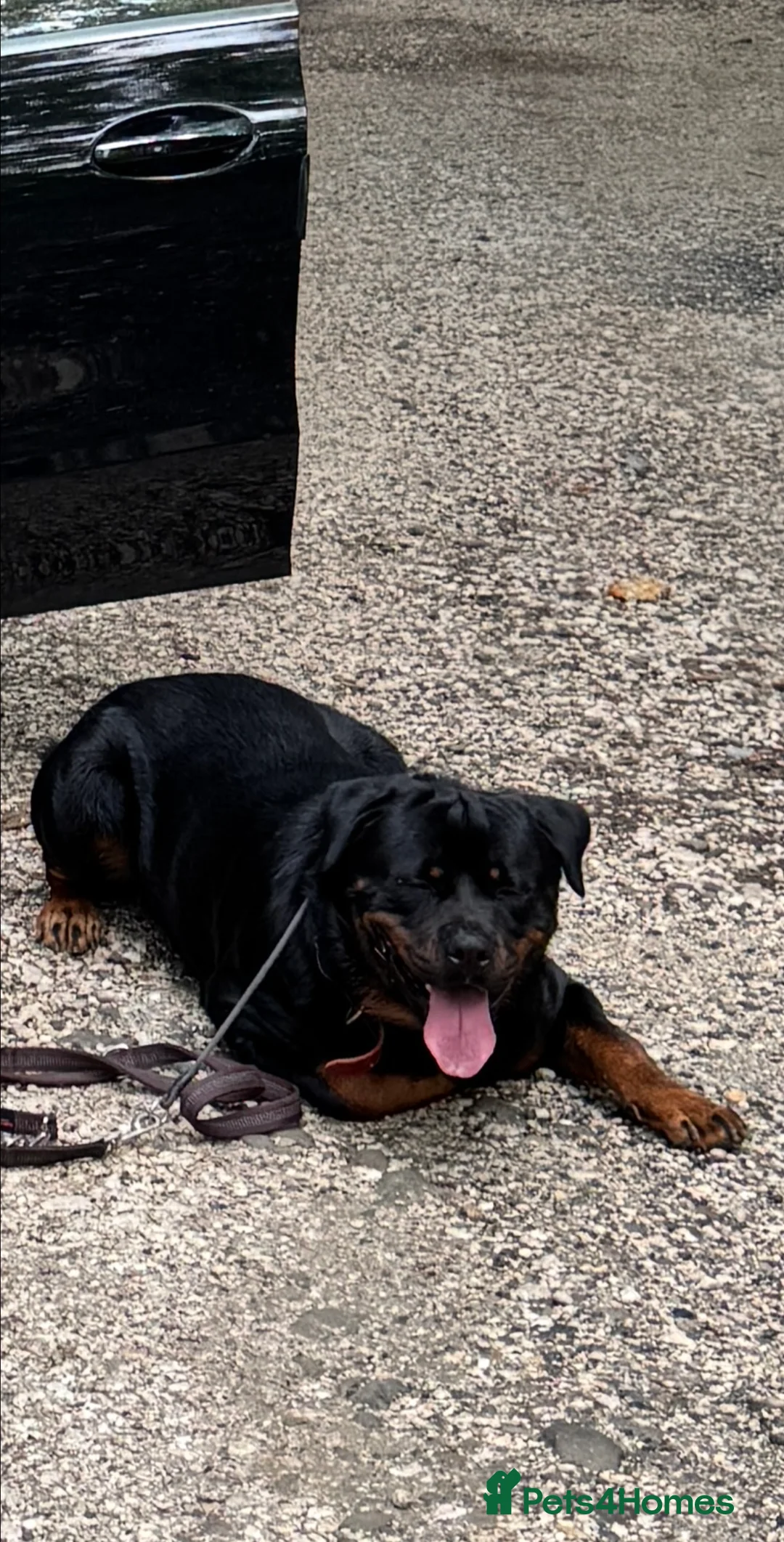 Rottweiler dogs for stud: Max Champion  in Walsall - Advert 8