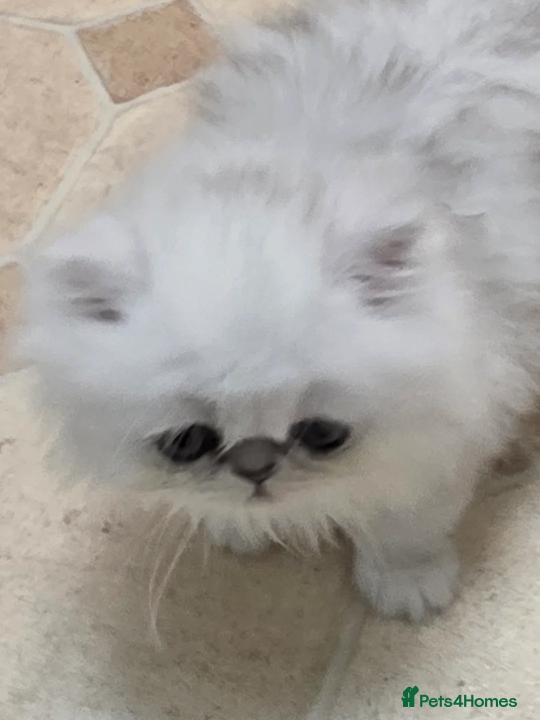 Persian cats for sale: Pedigree Chinchilla Persian  - Advert 10