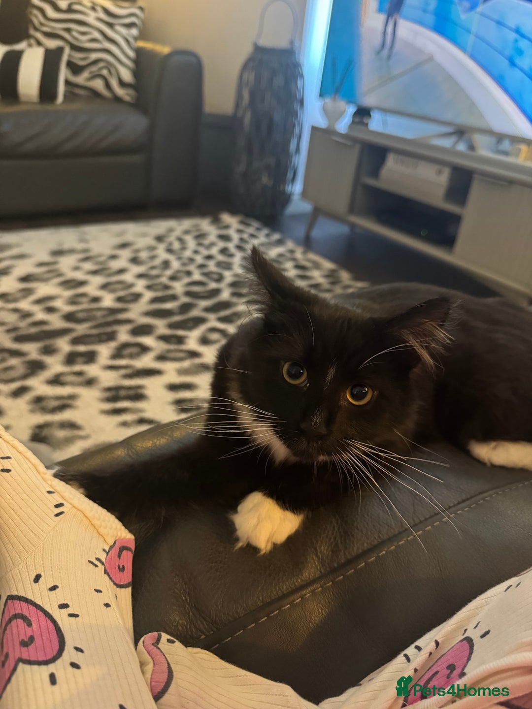 Maine Coon cats for sale: Two kittens one main cone cross and bsh cross  - Image 3