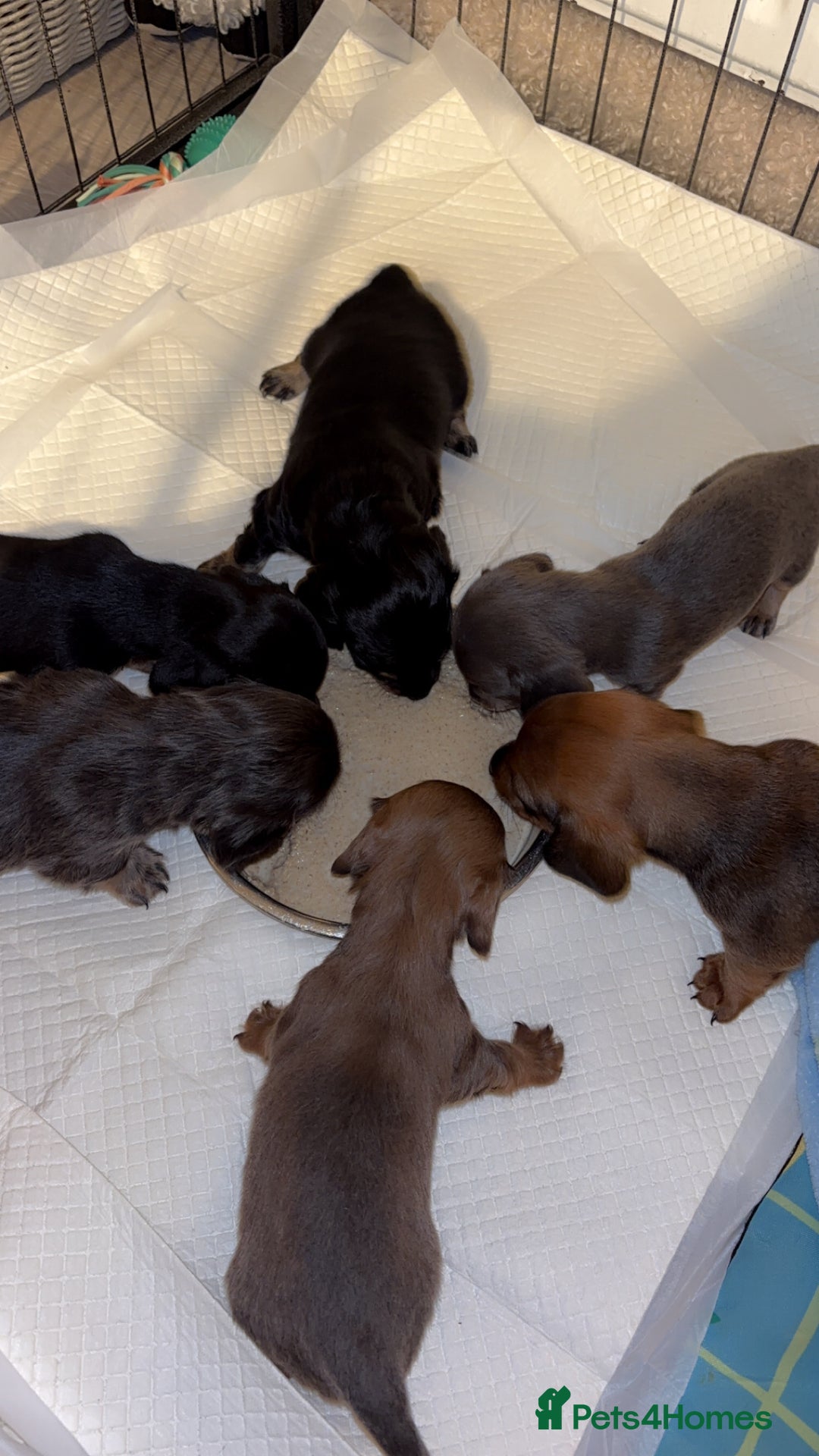 Miniature Dachshund dogs for sale: Miniature shaded red boy available now  - Advert 14