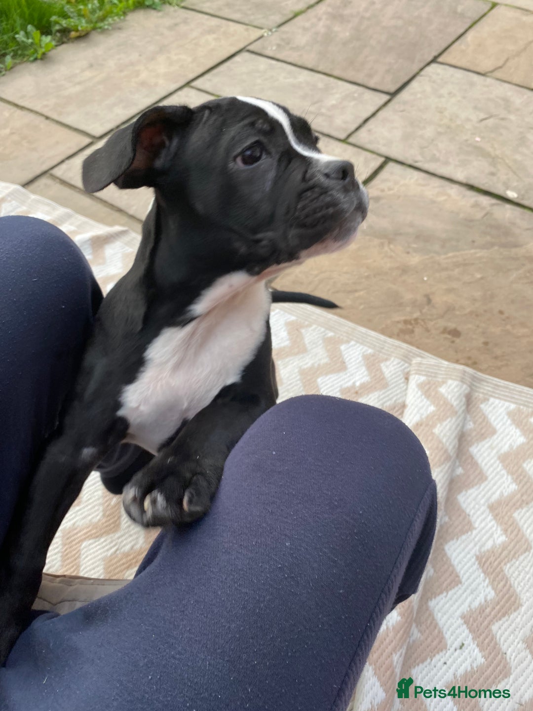 Boxer dogs for sale: Boxer pup 12 weeks old - Image 5