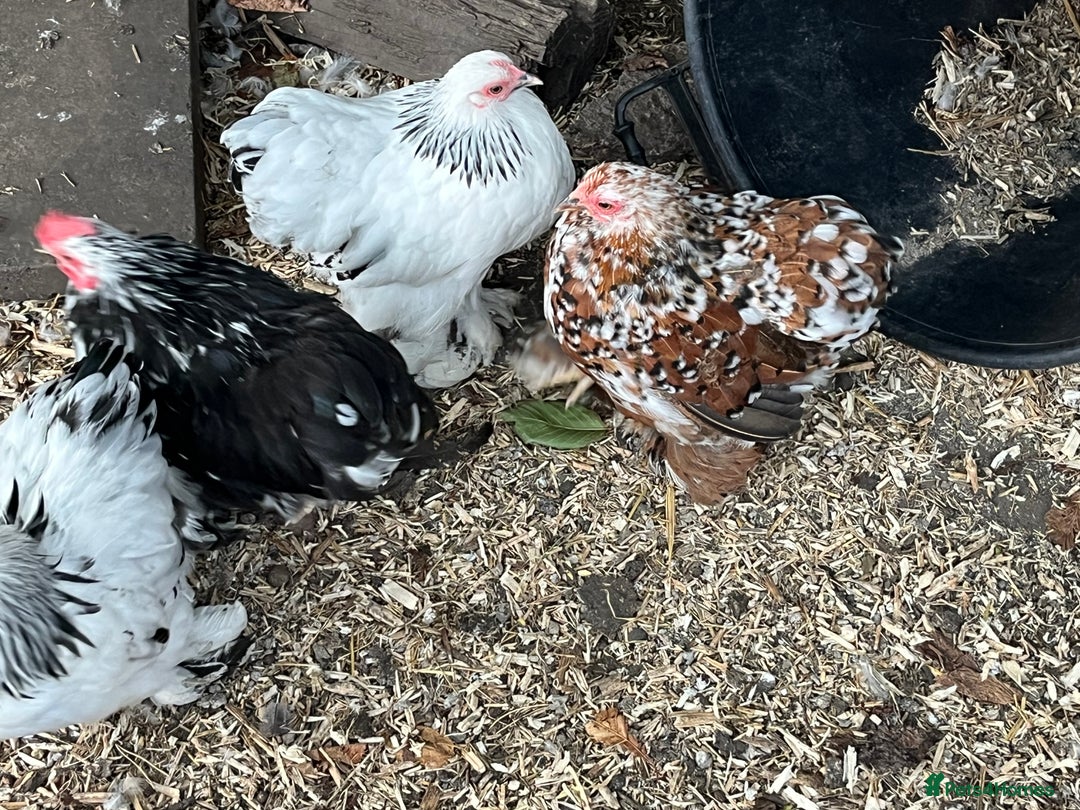 Chickens poultry for sale: Pekin bantams  - Image 3