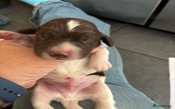 Cocker Spaniel dogs for sale: Show cocker spaniels - both parents family pets  - Image 14