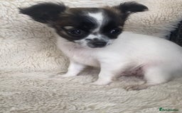 Chihuahua dogs for sale: 2 chihuahua boys left  - Image 7