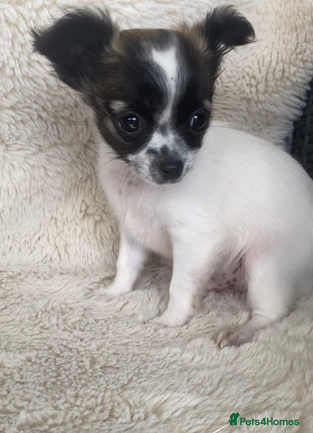 Chihuahua dogs for sale: 2 chihuahua boys left  - Image 7