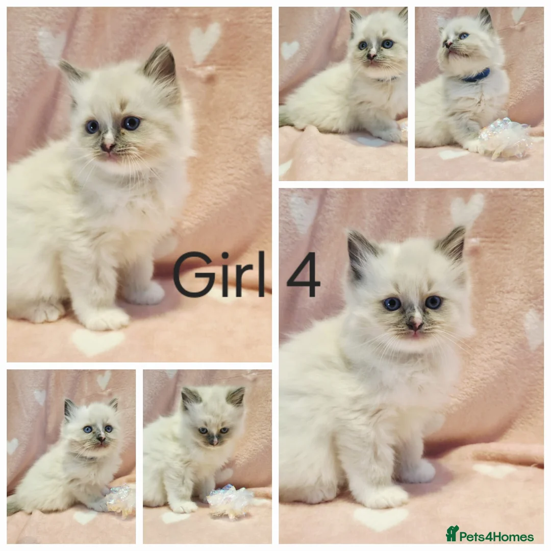 Ragdoll cats for sale: Ragdoll Kittens – 4 Beautiful Girls Available in Eastleigh - Advert 6