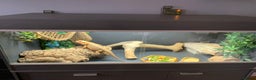 Dragon reptiles for sale: Mia the Beautiful bearded dragon  - Advert 13