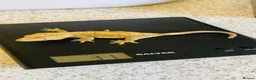 Gecko reptiles for sale: Unrelated Male and Female Harlequin Crested Gecko  - Advert 3
