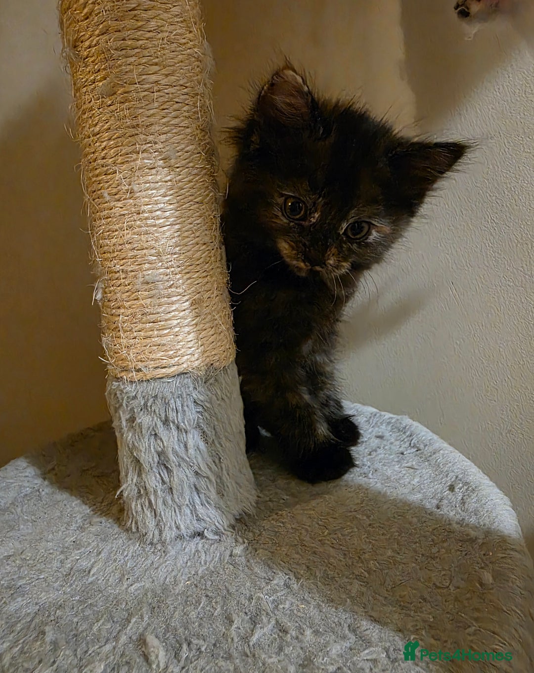 Mixed Breed cats for sale: Adorable longhair and short hair  - Advert 4