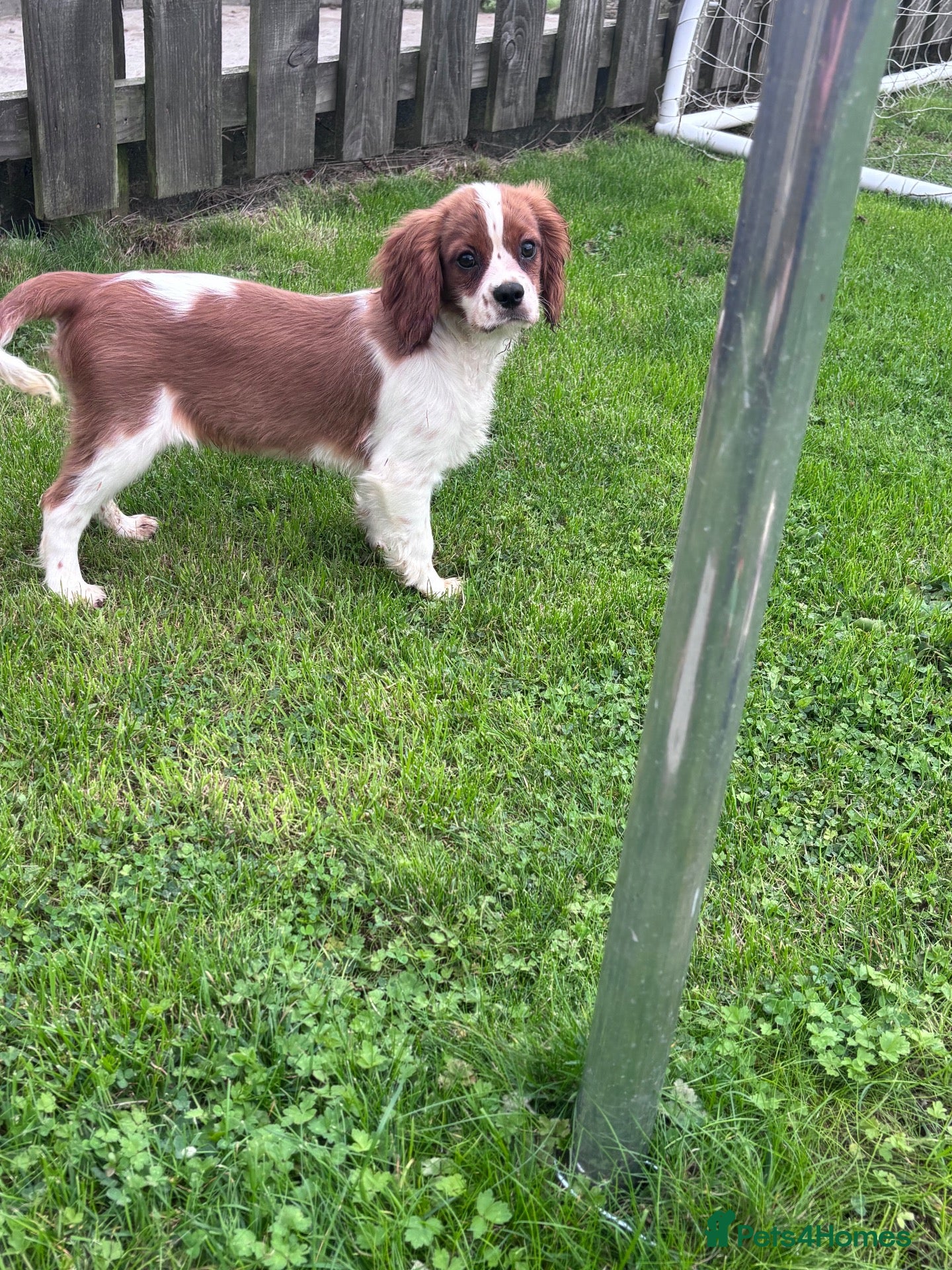 Cavalier King Charles Spaniel dogs Gorgeous chunky little puppies READY now - Advert 2