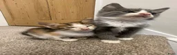 Mixed Breed cats for sale: 2 grey and white boys 2 torte girls  - Advert 11
