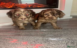 Cocker Spaniel dogs for sale: Cocker spaniel puppies - Image 1