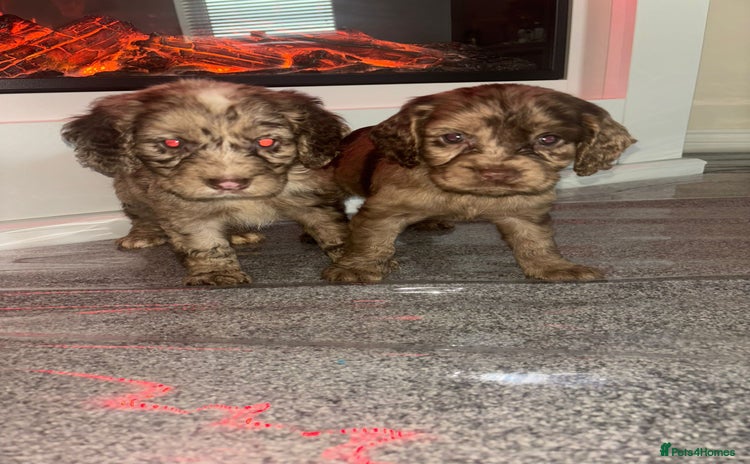 Cocker Spaniel dogs - Advert 23