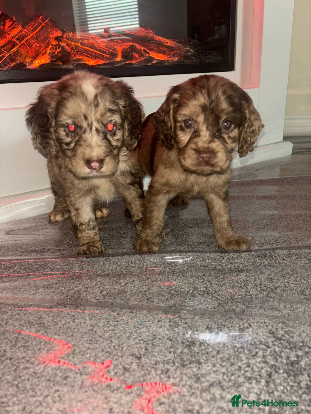 Cocker Spaniel dogs for sale: Cocker spaniel puppies - Image 1