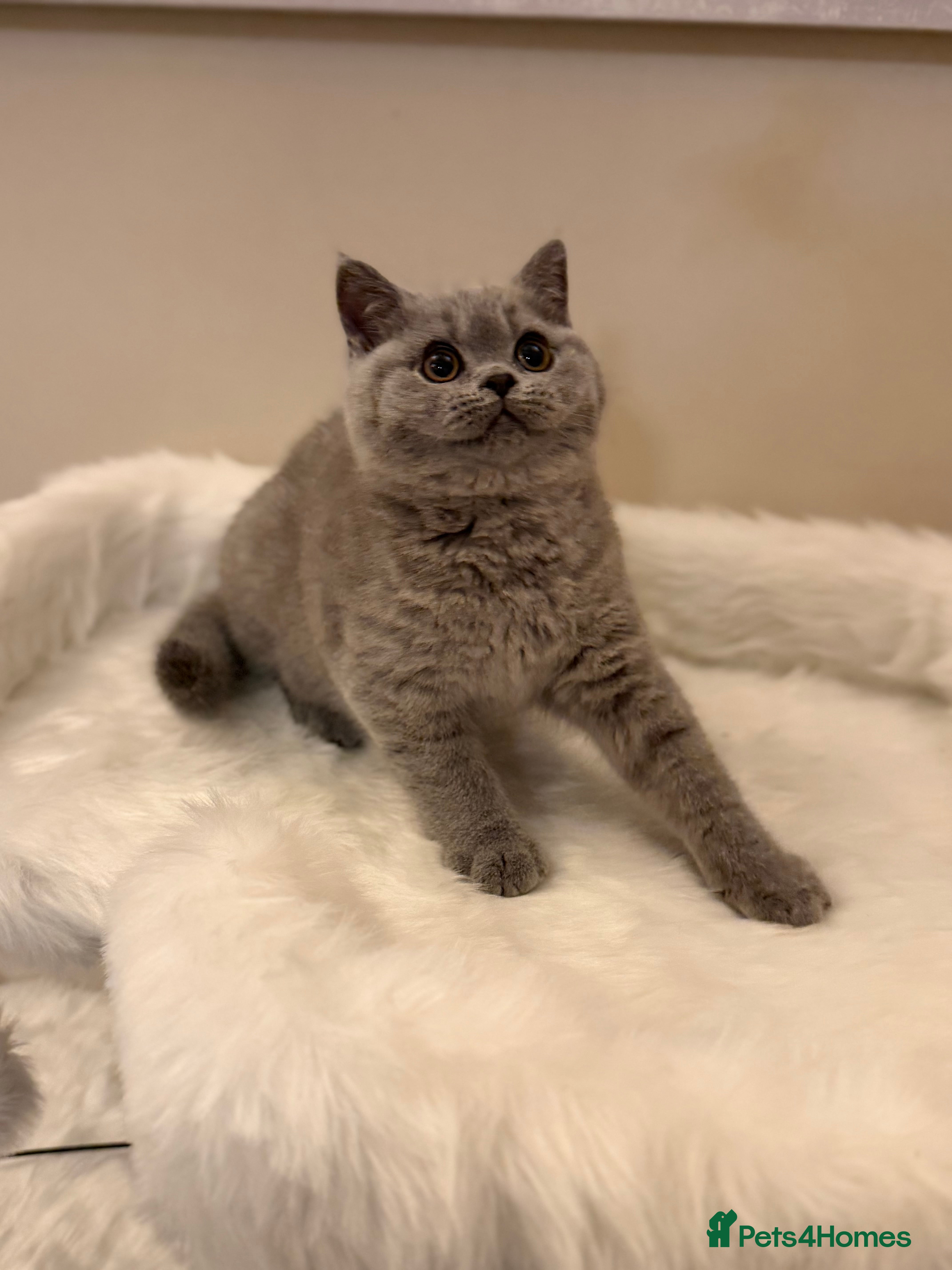 British Shorthair cats Full Pedigree Registered BSH  - Advert 8