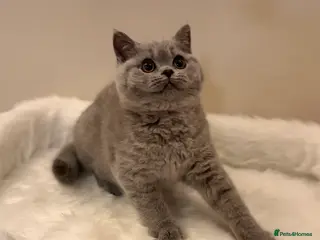 British Shorthair cats Full Pedigree Registered BSH - Advert 8