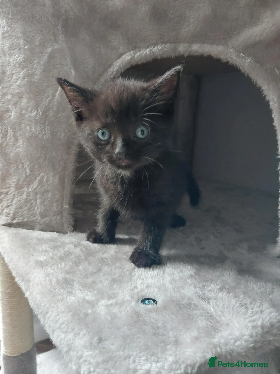 Mixed Breed cats for sale: Beautiful black fluffy babies 2 left - Advert 8