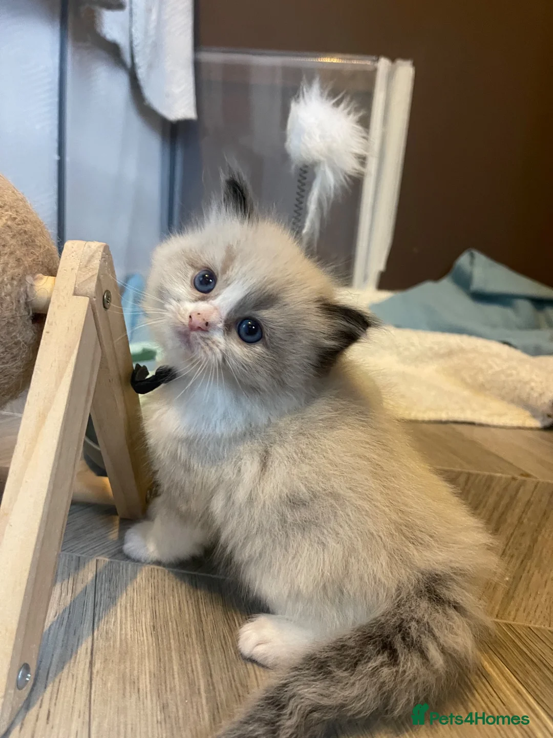 Ragdoll cats for sale: 💙Pedigree Ragdoll Male💙 - Advert 2