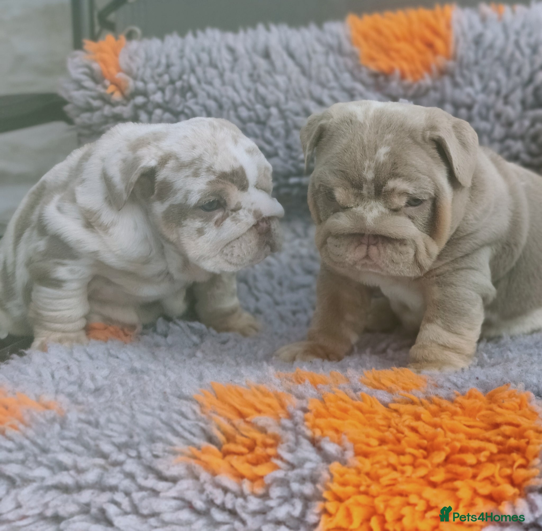 English Bulldog dogs Stunning puppy s - Advert 1