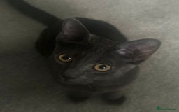 British Shorthair cats for sale: Shadow  - Image 1