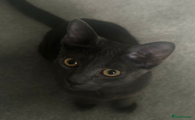 British Shorthair cats - Advert 15