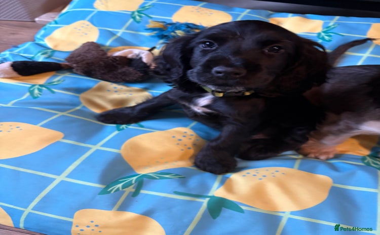Cocker Spaniel dogs - Advert 16