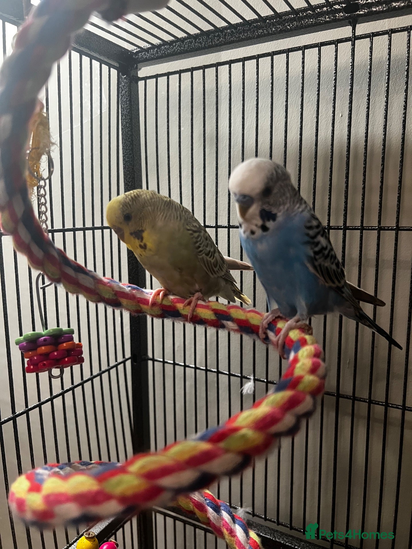 Budgerigars birds Two young budgies with cage and accessories - Advert 8