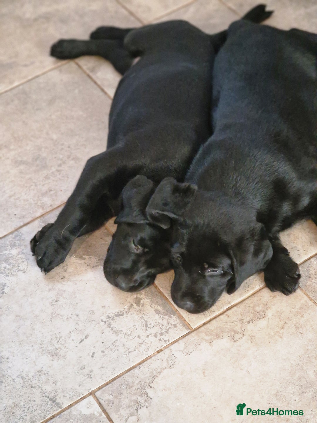 Labrador Retriever dogs for sale: Chunky black labrador girl available  - Image 6