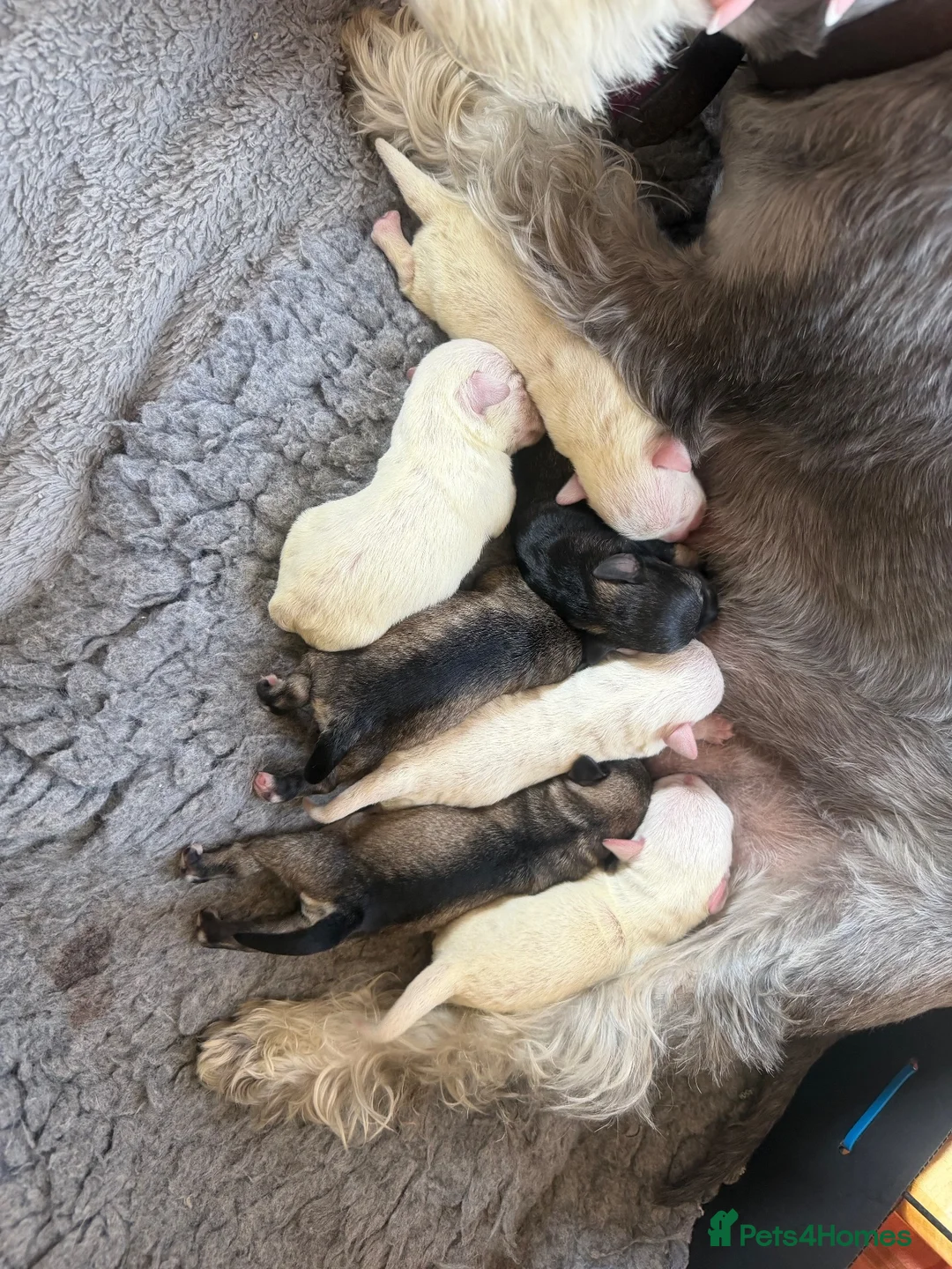 Miniature Schnauzer dogs for sale: Stunning Miniature Schnauzer Puppies - Advert 2