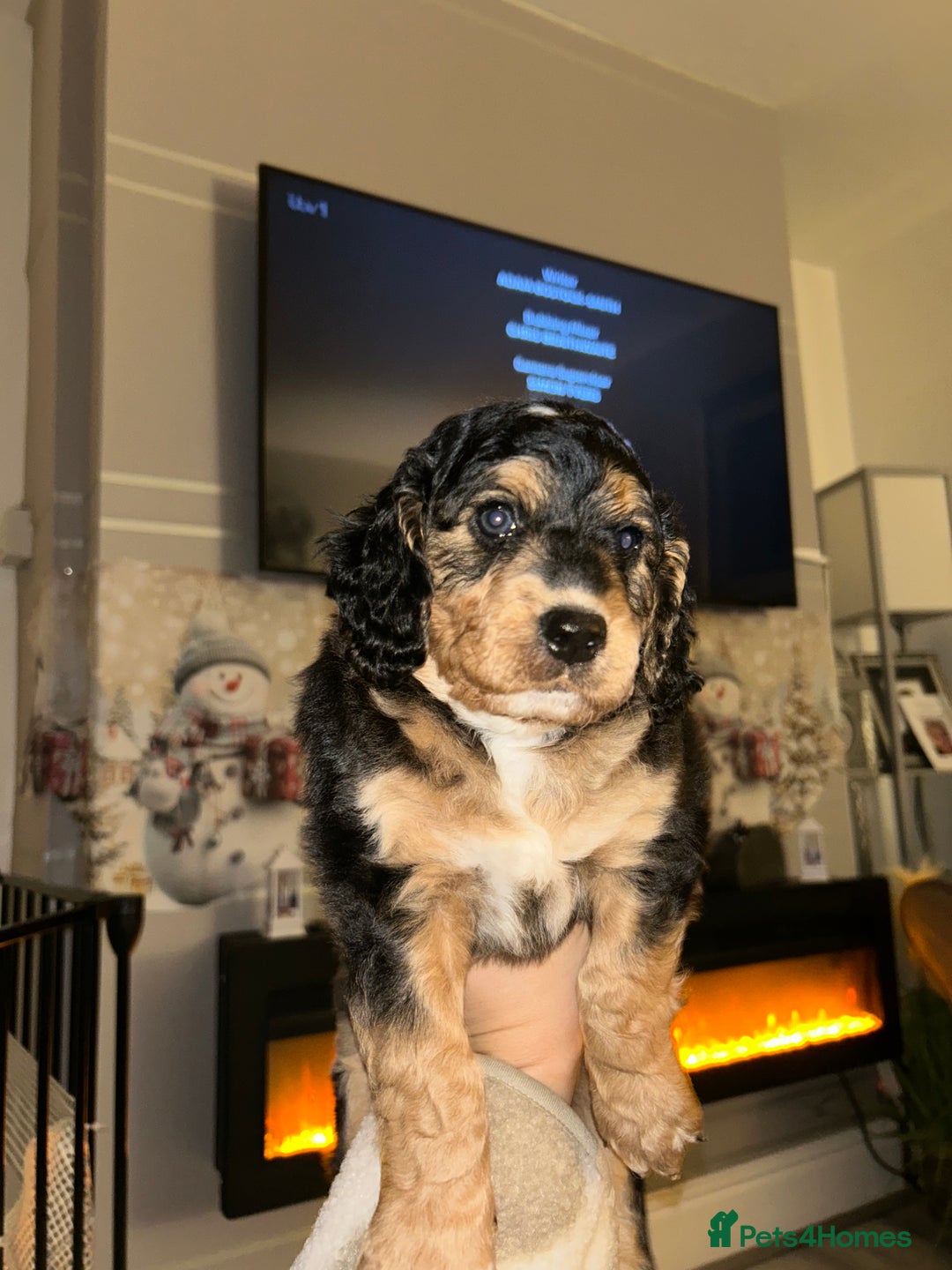 Cockapoo dogs for sale: 2 Cockapoo pups - Advert 5