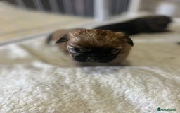 Shih Tzu dogs for sale: Lovely little boy  - Image 3