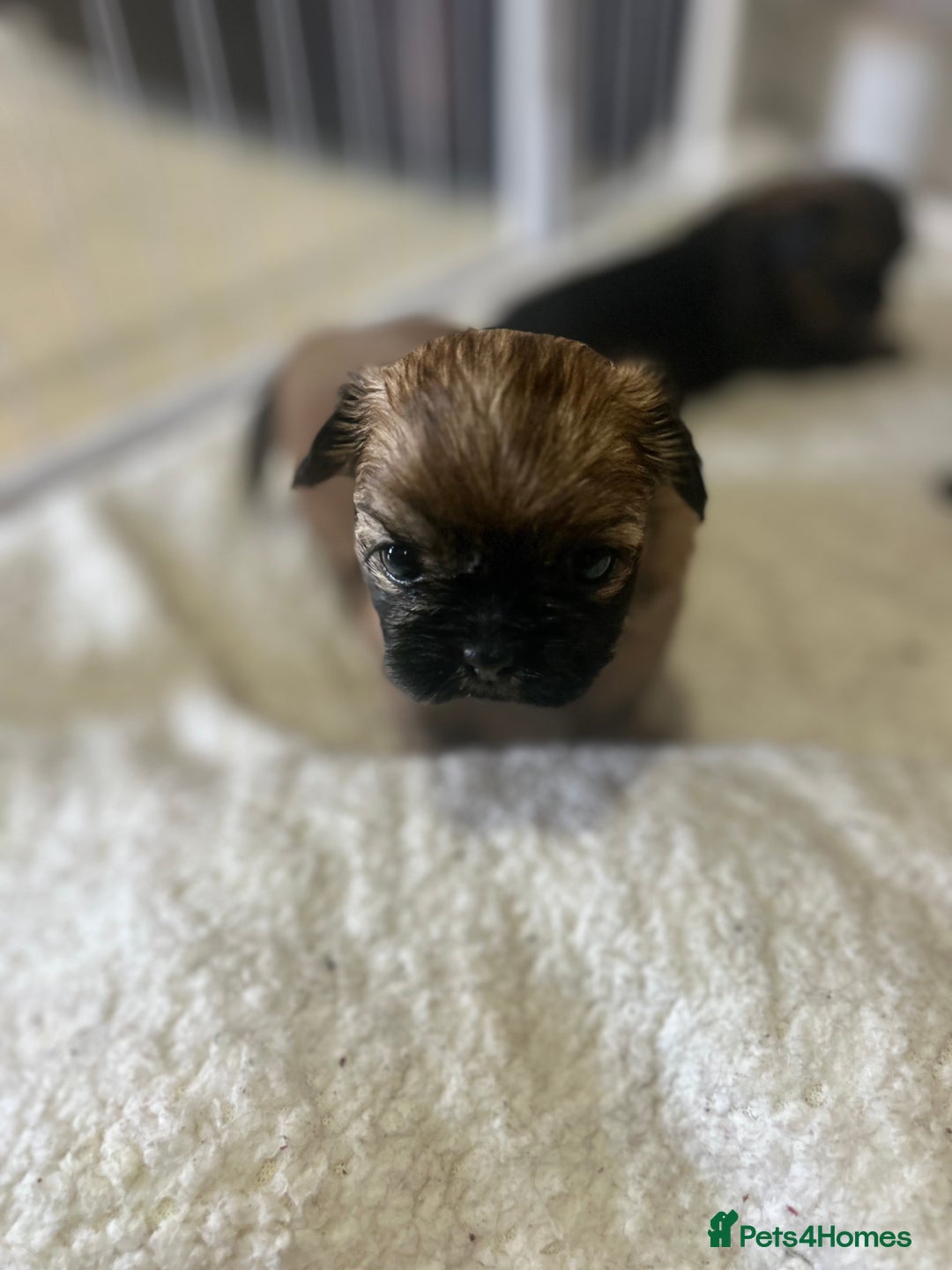 Shih Tzu dogs for sale: Lovely little boy  - Image 3