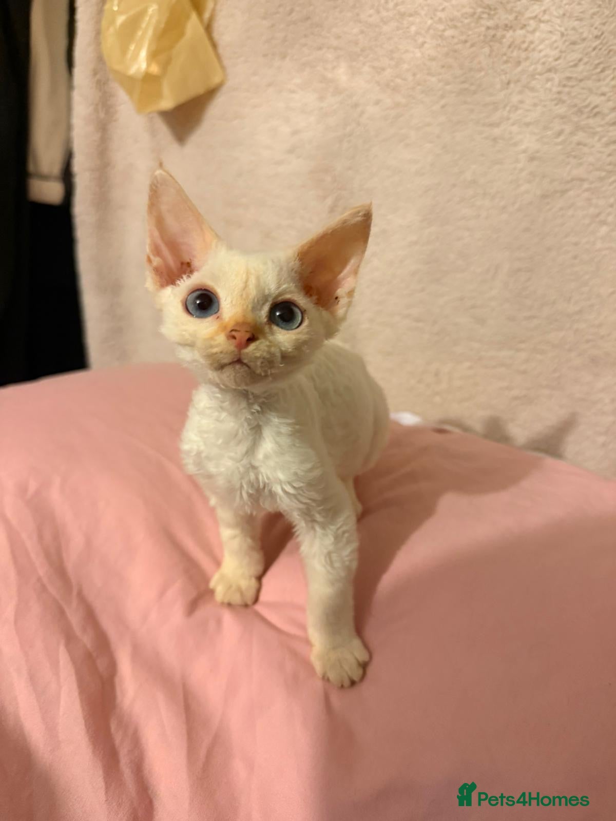 Devon Rex cats Fabulous male red pointed Devon Rex - Advert 1