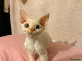 Devon Rex cats Fabulous male red pointed Devon Rex - Advert 1