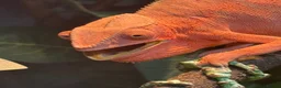 Chameleon reptiles for sale: Panther chameleons  - Advert 2