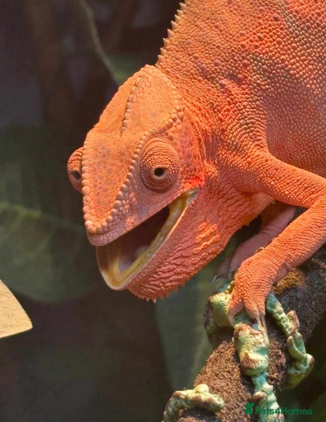 Chameleon reptiles for sale: Panther chameleons  - Advert 2
