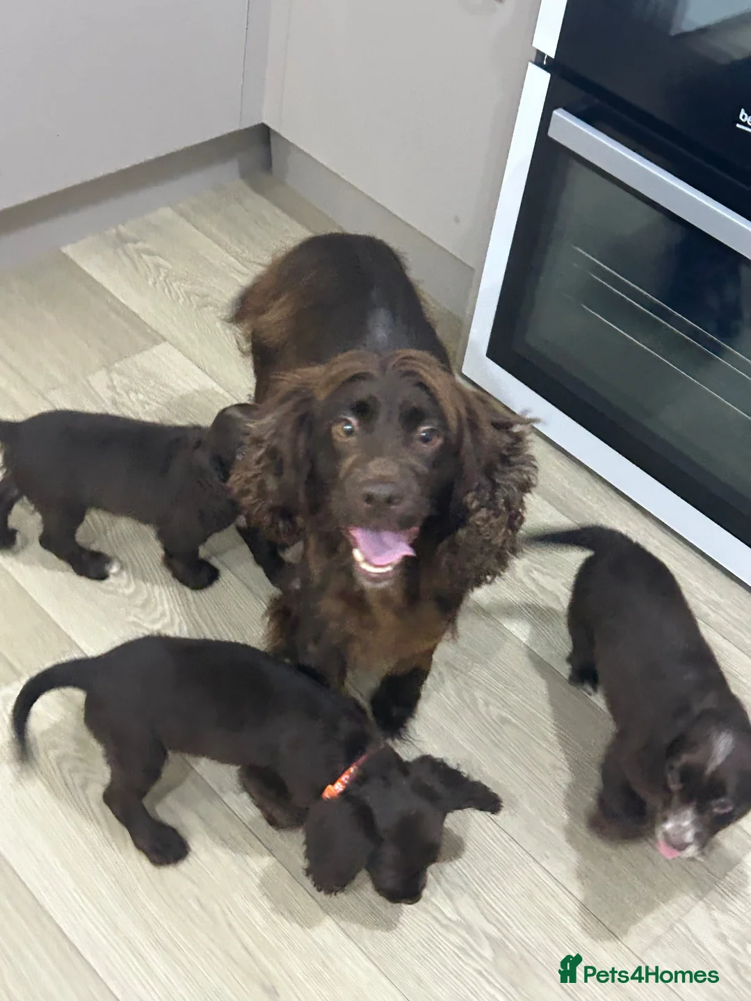 Cocker Spaniel dogs for sale: KC cocker spaniel puppies  - Advert 23