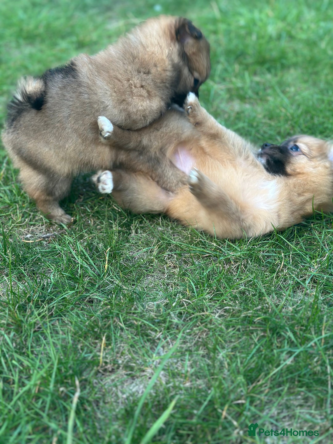 Pomeranian dogs for sale: 5 BEAUTIFUL TEDDY TYPE FOXY POMERANIANS - Image 17