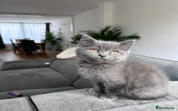 British Shorthair cats for sale: beautiful BSH girl (one girl left)  - Image 8